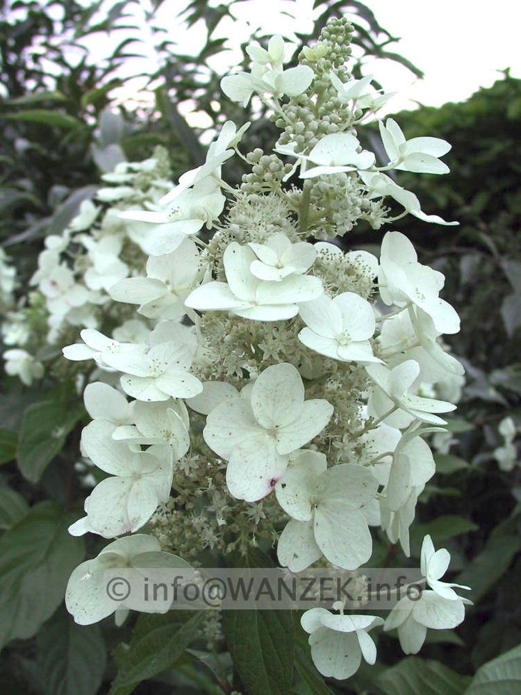 Hydrangea paniculata Unique 02.jpg